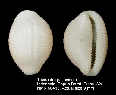 Trivirostra pellucidula.jpg - Trivirostra pellucidula(Gaskoin,1846)
